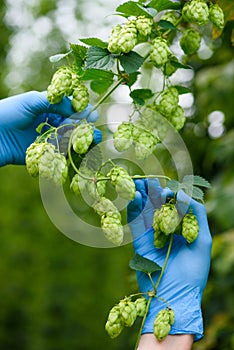 Hops yard inspection quality and ripeness checking hop cones