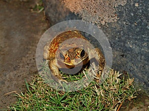 Hoptoad