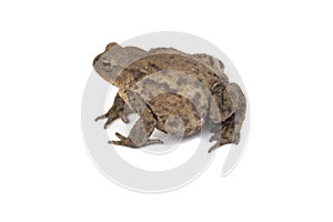 Hoptoad isolated on white background