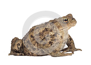 Hoptoad isolated on white background