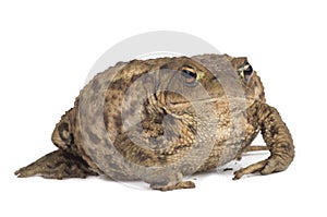 Hoptoad isolated on white background