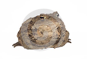 Hoptoad isolated on white background