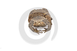 Hoptoad isolated on white background