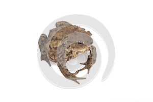 Hoptoad isolated on white background