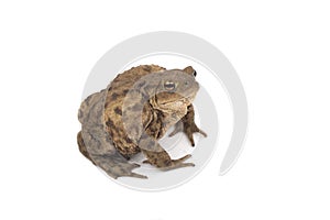 Hoptoad isolated on white background