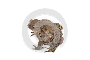 Hoptoad isolated on white background