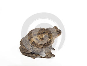 Hoptoad isolated on white studio background