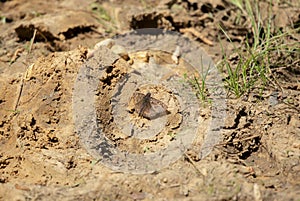 Horace's Duskywings on the Ground