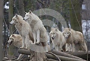 Horde of arctic wolves