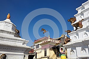 Horde of monkeys jumping between religious buildings