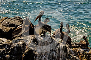 Horde of Pelicans in Vina del Mar, Chile