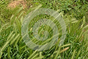 Hordeum murinum aka wall barley or false barley grass plant