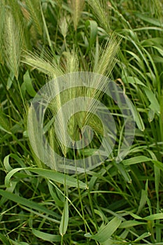 Hordeum murinum aka wall barley or false barley grass plant