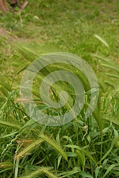 Hordeum murinum aka wall barley or false barley grass plant