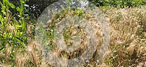 Hordeum murinum aka wall barley or false barley grass plant