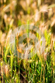 Hordeum murinum, False Barley background. Selective focus.