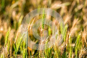 Hordeum murinum, False Barley background, selective focus