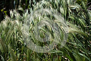 Hordeum Murinum, false, wall barley, green grass background