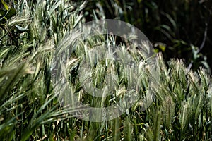 Hordeum Murinum, false, wall barley, green grass background