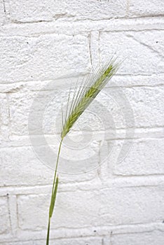 Hordeum murinum spikes