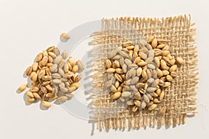 Barley cereal grain. Close up of grains spreaded over white table. photo