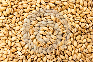 Barley cereal grain. Closeup of grains, background use. photo