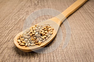 Barley cereal grain. Spoon and grains over wooden table. photo