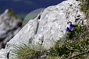 Horec Clusiov - Gentiana clusii photo