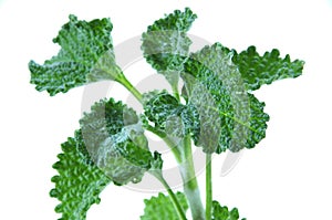 Horehound herb