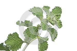 Horehound herb