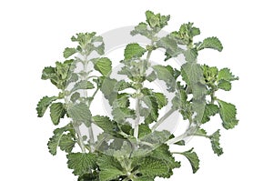 Horehound herb