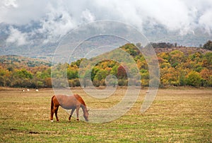 Hores graze in the pasture in the autumn.