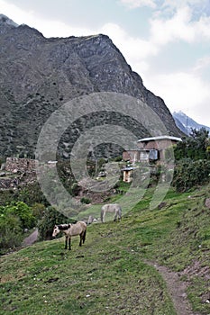 Horese with farm on the Inca Trail to Machu Picchu. A awesome hi