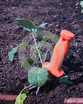 Hori Hori in Vegetable Garden