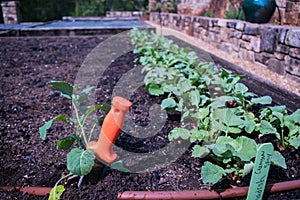 Hori Hori in Vegetable Garden