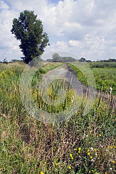 Horicon Marsh landscape