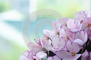 Horisontal floral background with a light pink lilac colored blossoming african violet flowers saintpaulia. A close-up
