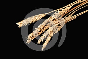 Horisontal PSD stems of wheat isolated on black