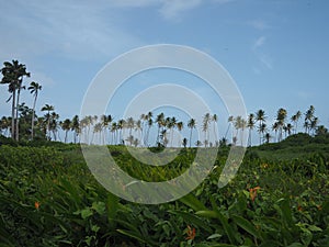 Horizon of Coconut Palm Trees On the Background of Blue Skies