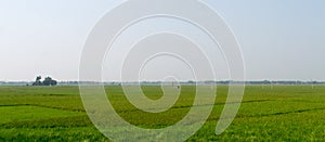 Horizon over Agricultural field and green spring meadow. Countryside farmland with Rice paddy. Agriculture greenery with food crop