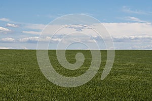 The horizon, the sky and the wheat field.