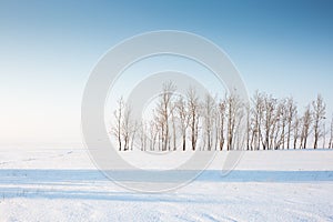 The horizon, trees and snow in the forest