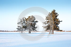 The horizon, trees and snow in the forest in winter