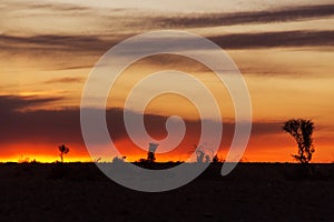 The horizon and trees in the sunset.