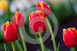 Horizontal Abstract background. Beautiful red tulips. Flowerbackground, gardenflowers. Garden flowers
