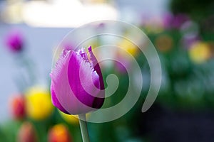 Horizontal Abstract background. Closeup Beautiful purple tulips. Flowerbackground, gardenflowers. Garden flowers