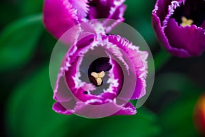 Horizontal Abstract background. Closeup Beautiful purple tulips. Flowerbackground, gardenflowers. Garden flowers