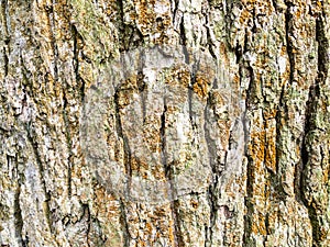 horizontal background - bark of old oak tree