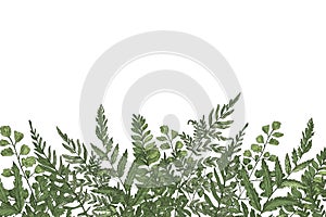 Horizontal background with beautiful ferns, wild herbs or green herbaceous plants growing at bottom edge on white