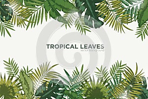 Horizontal background with green leaves of tropical palm tree, banana and monstera. Elegant backdrop decorated with photo